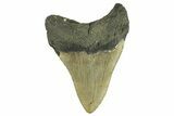 Serrated, Fossil Megalodon Tooth - North Carolina #295360-1